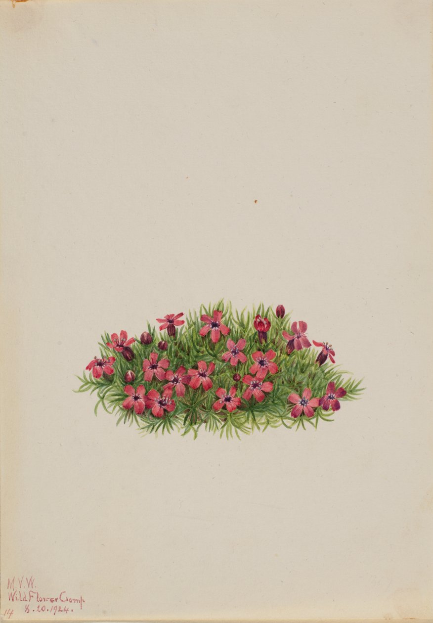 Mossteenbreek Silene acaulis, 1924 door Mary Vaux Walcott