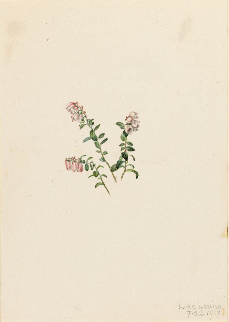 Veenbes (Vaccinium vitisidaea minus) door Mary Vaux Walcott