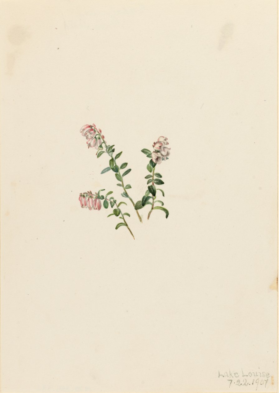Bergveenbes Vaccinium vitisidaea minus door Mary Vaux Walcott