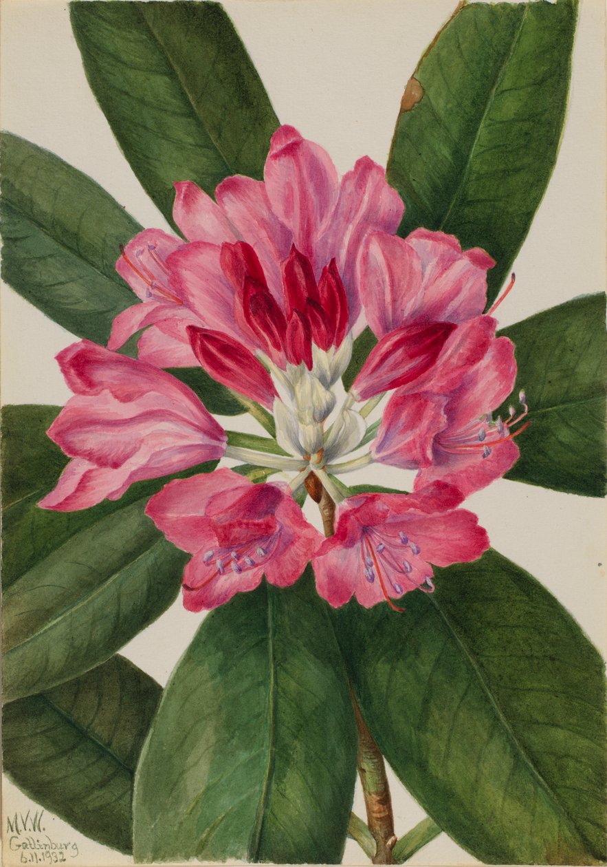 Bergroosje (Rhododendron catawbiense) door Mary Vaux Walcott