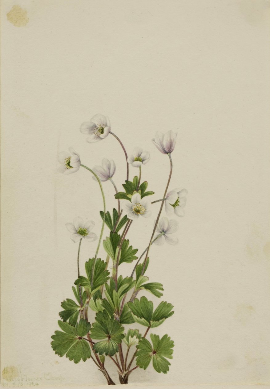 Noordelijke Anemoon (Anemone parviflora) door Mary Vaux Walcott