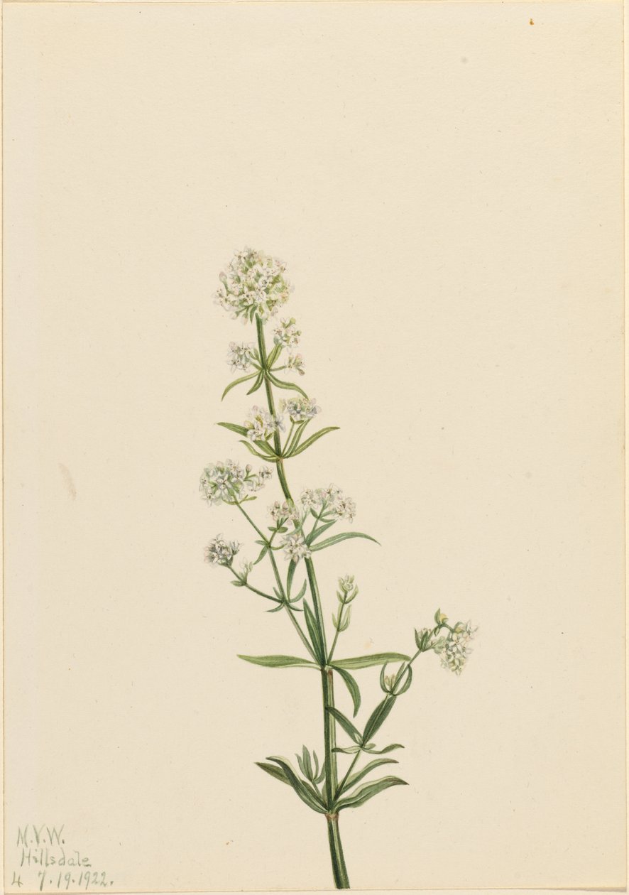 Bedstro (Galium boreale) door Mary Vaux Walcott