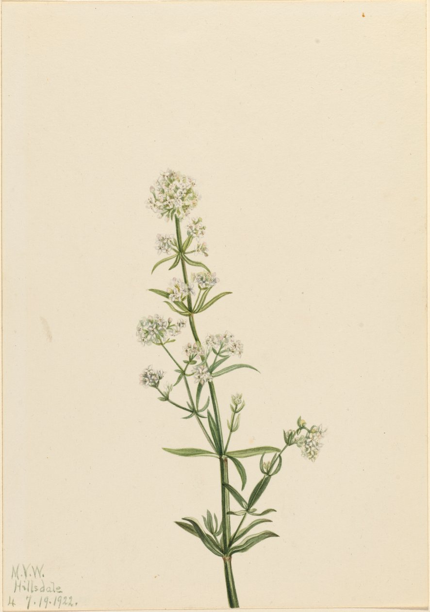 Noordelijke Bedstro Galium boreale, 1922 door Mary Vaux Walcott
