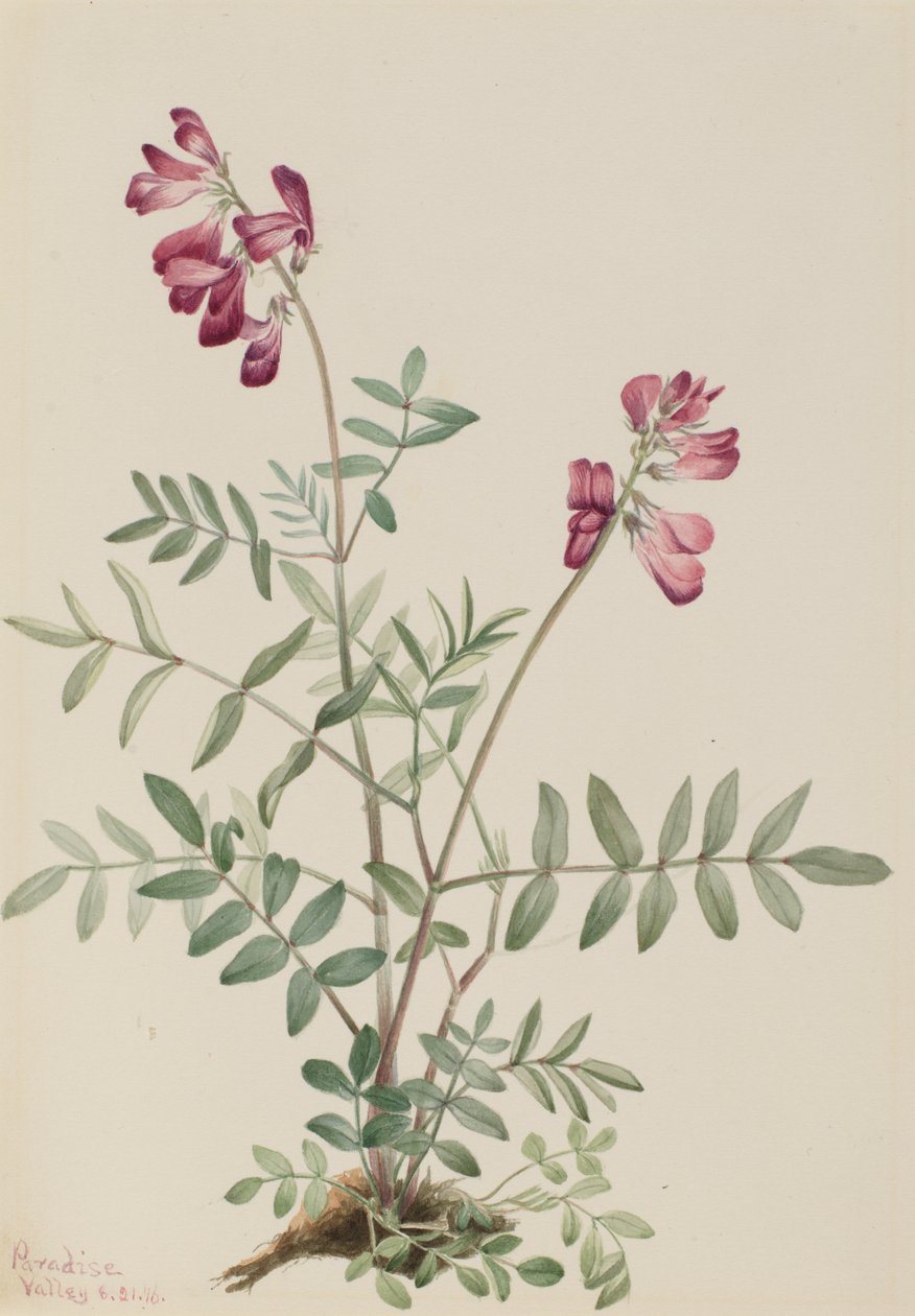 Noordelijke Hedysarum Hedysarum boreale door Mary Vaux Walcott