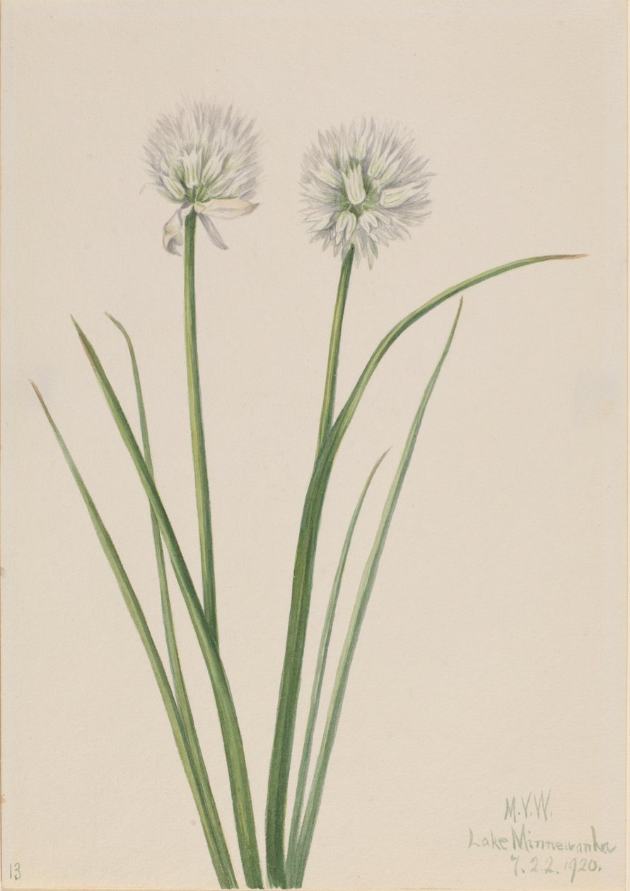 Noordelijke ui (Allium sibiricum) door Mary Vaux Walcott