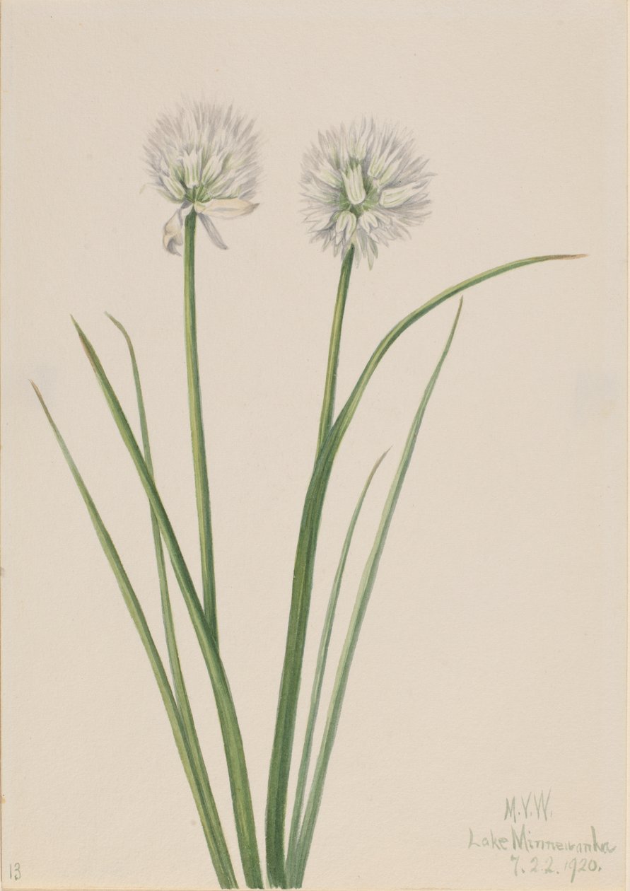 Noordelijke ui Allium sibiricum, 1920 door Mary Vaux Walcott
