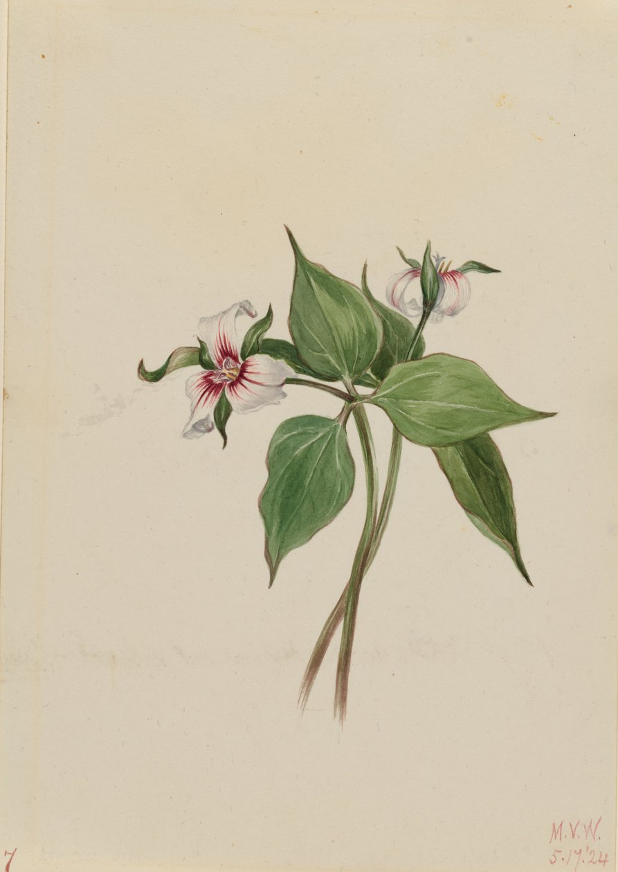 Geverfde Trillium (Trillium undulatum) door Mary Vaux Walcott