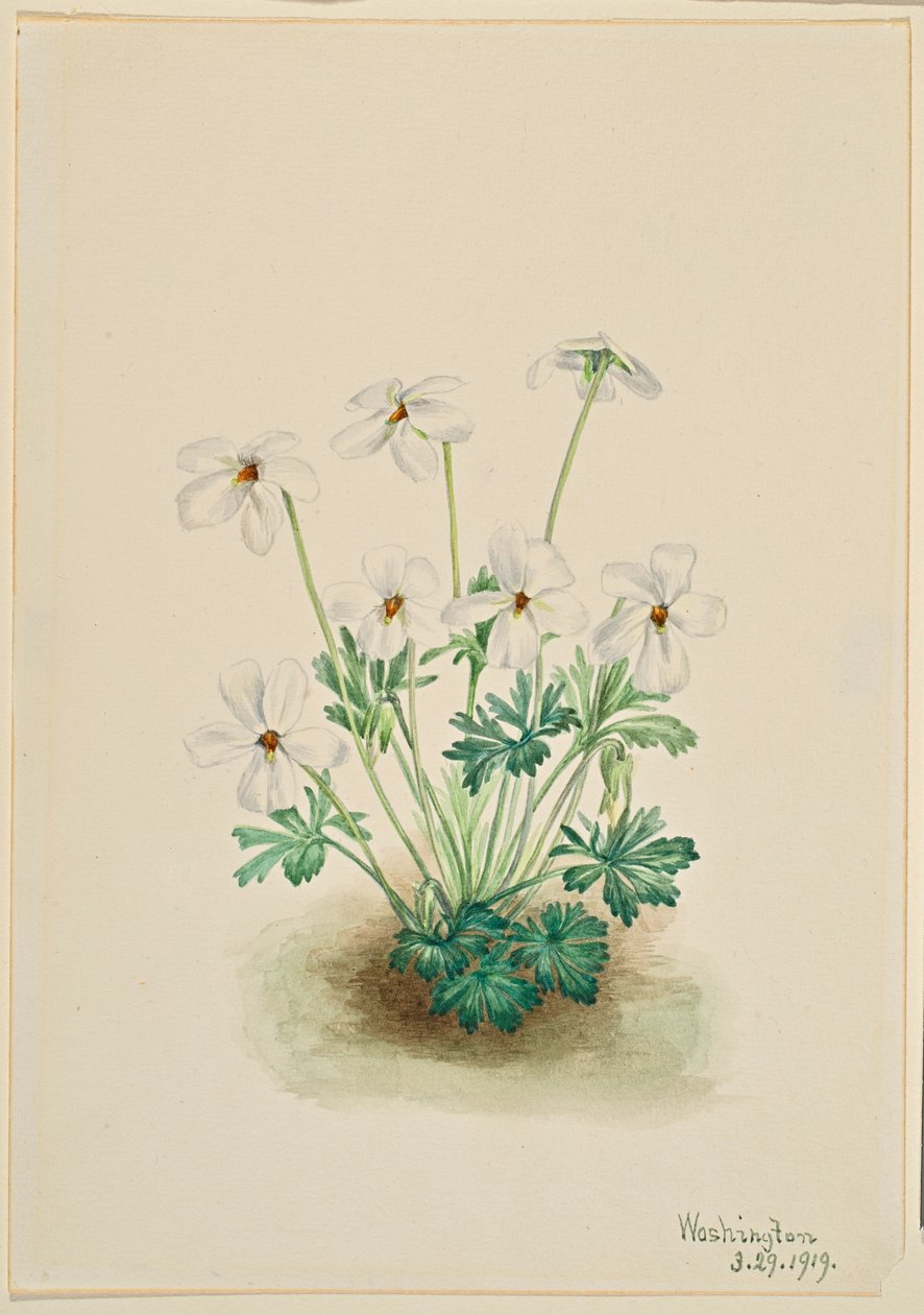 Viooltje (Viola pedata) door Mary Vaux Walcott