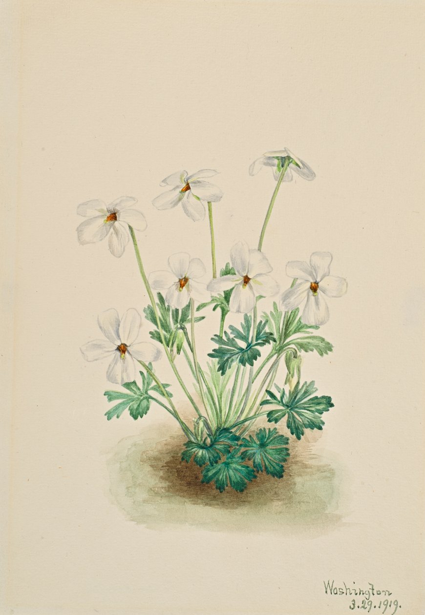 Viooltje Viola pedata door Mary Vaux Walcott