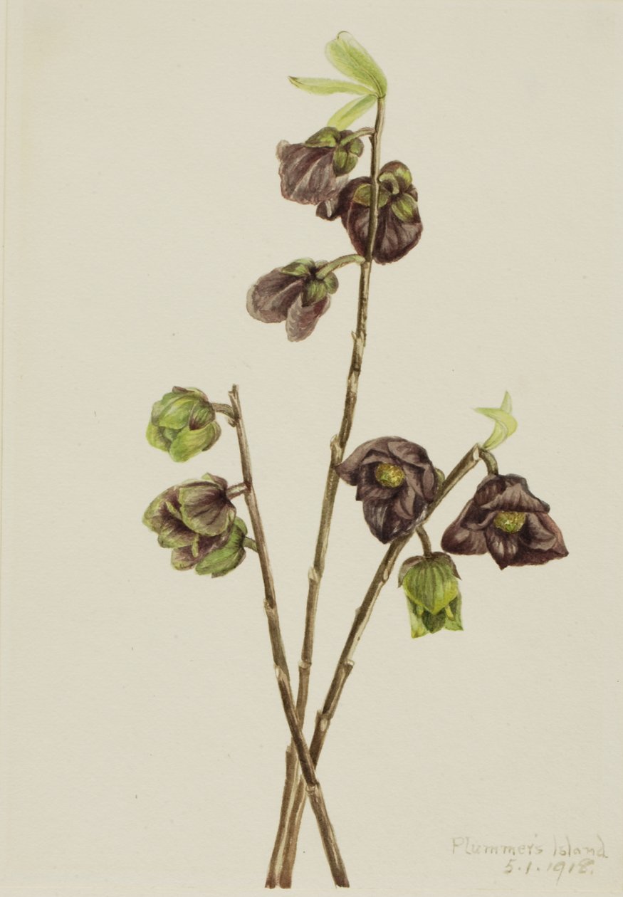 Papaja Asimina triloba door Mary Vaux Walcott