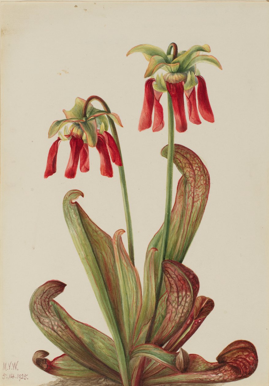 Papegaaislingerplant (Sarracenia psittacina) door Mary Vaux Walcott