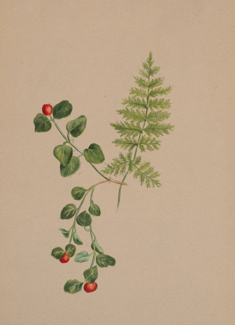 Partridgeberry Mitchella repens, ca. 1883 door Mary Vaux Walcott