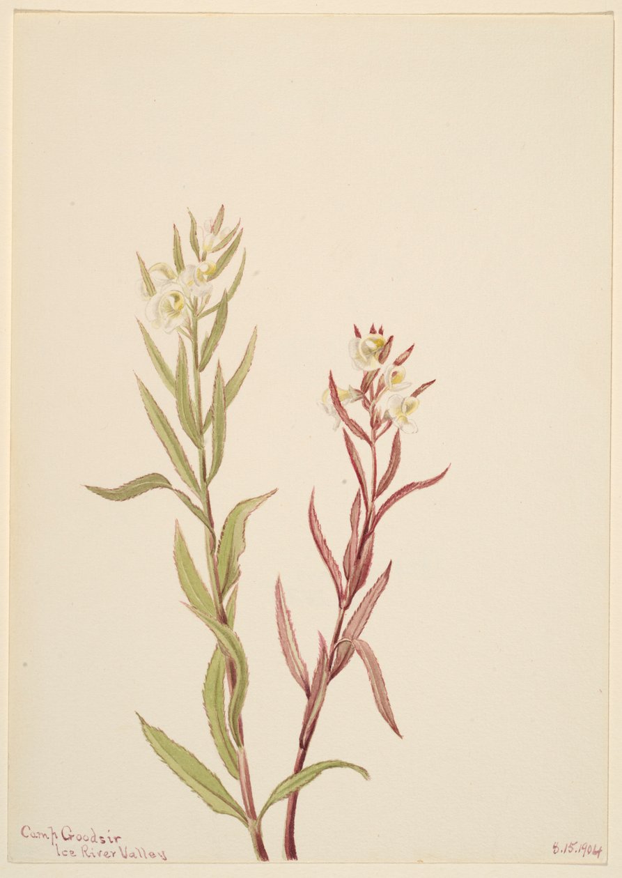 Pedicularis raremosa door Mary Vaux Walcott