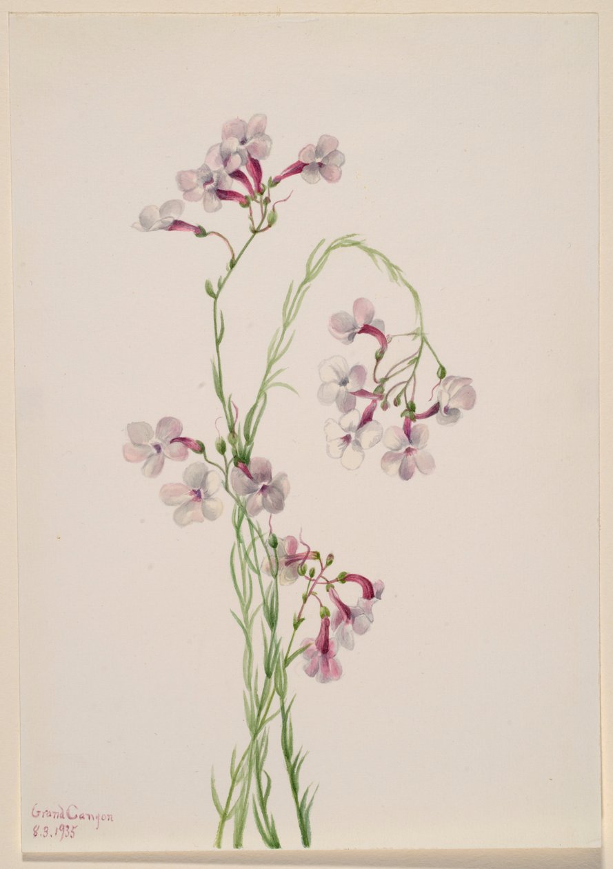 Pentstemon ambiguus door Mary Vaux Walcott