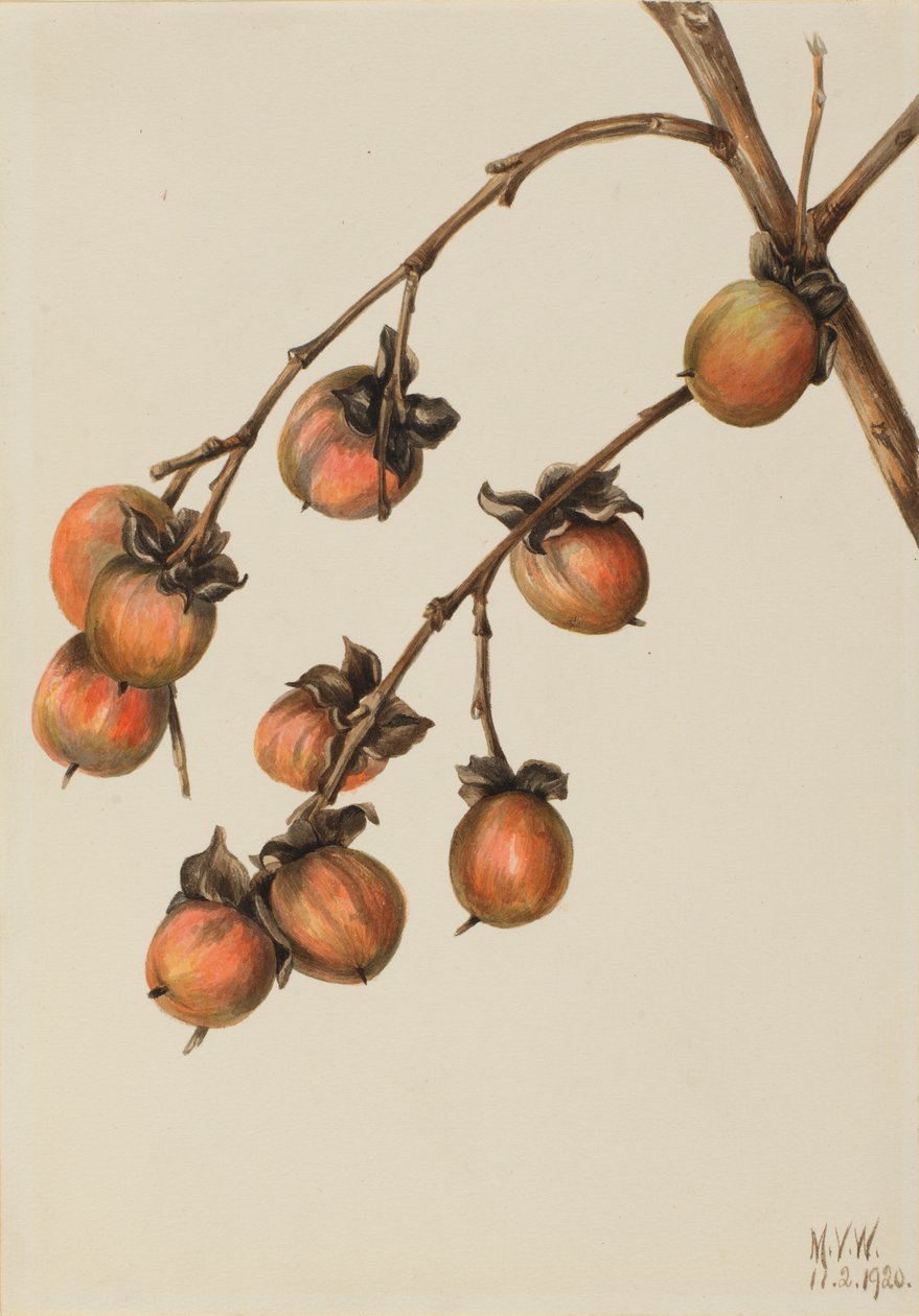 Kaki (Diospyros virginiana) door Mary Vaux Walcott