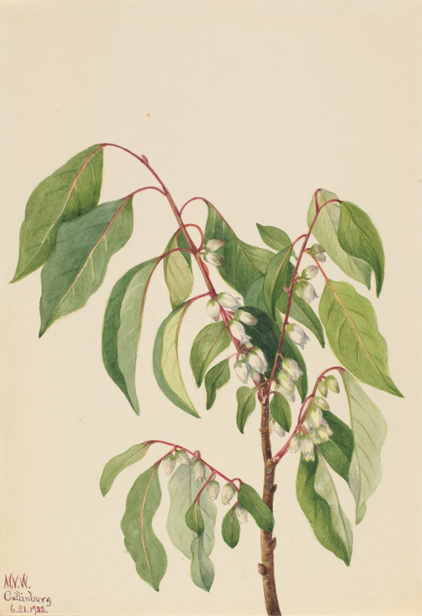 Kaki (Diospyros virginiana) door Mary Vaux Walcott