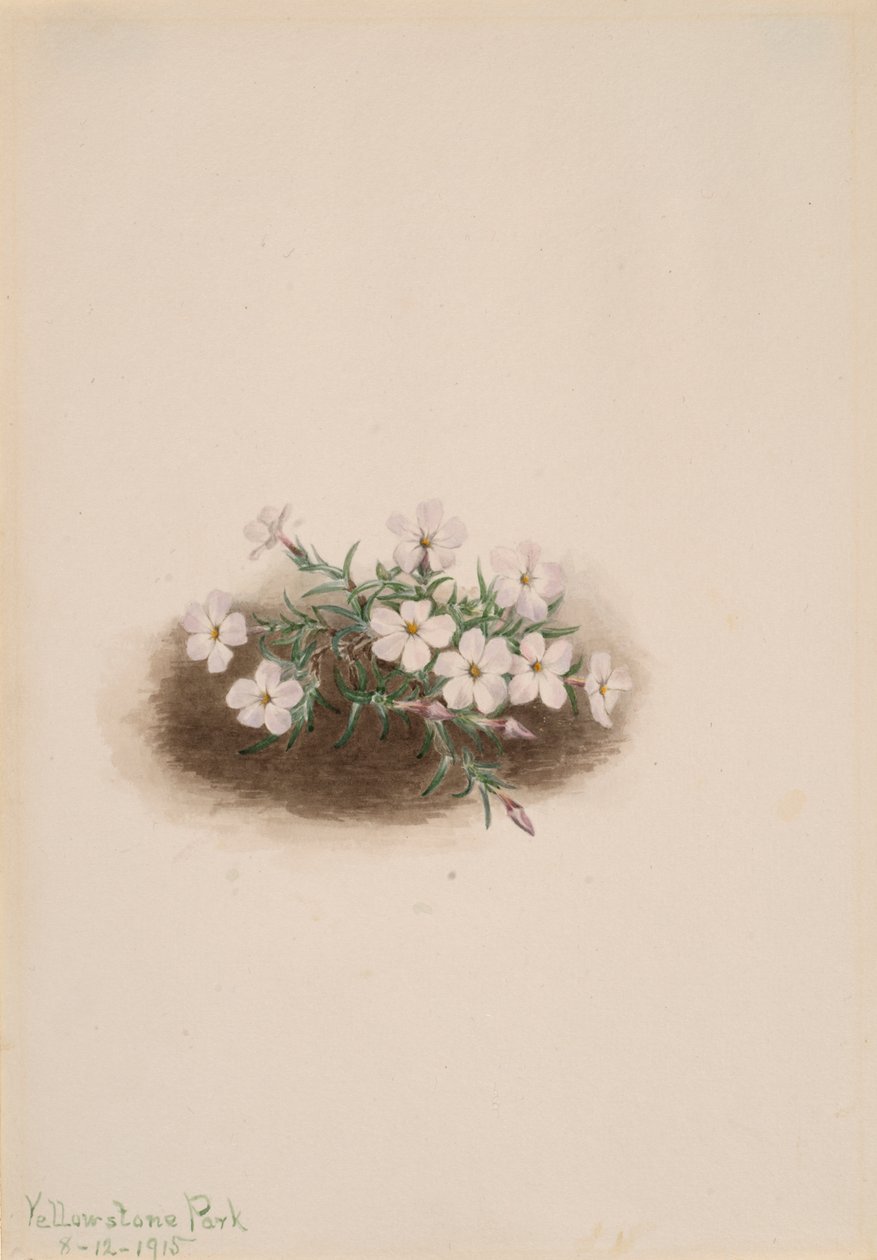 Phlox, 1915 door Mary Vaux Walcott