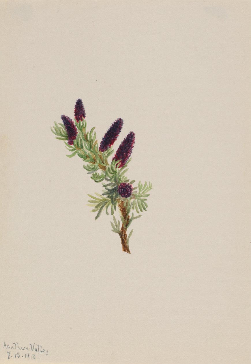 Picea engelmanni door Mary Vaux Walcott