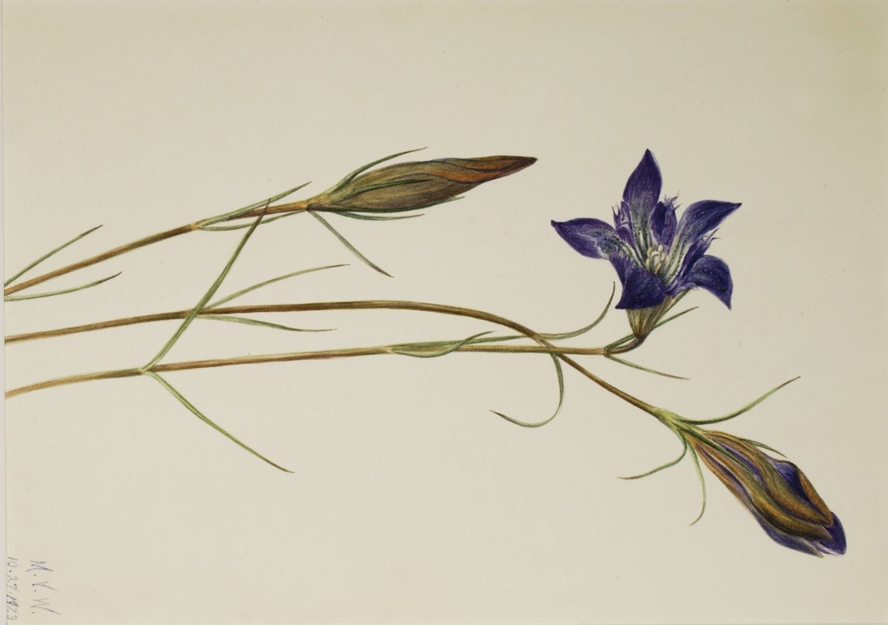 Dennenbrem Gentiaan (Gentiana porphyrio) door Mary Vaux Walcott