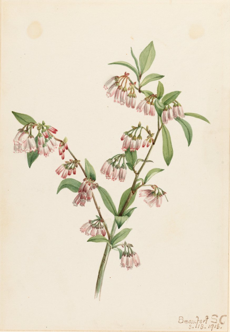 Pineland bosbes (Vaccinium tenellum) door Mary Vaux Walcott
