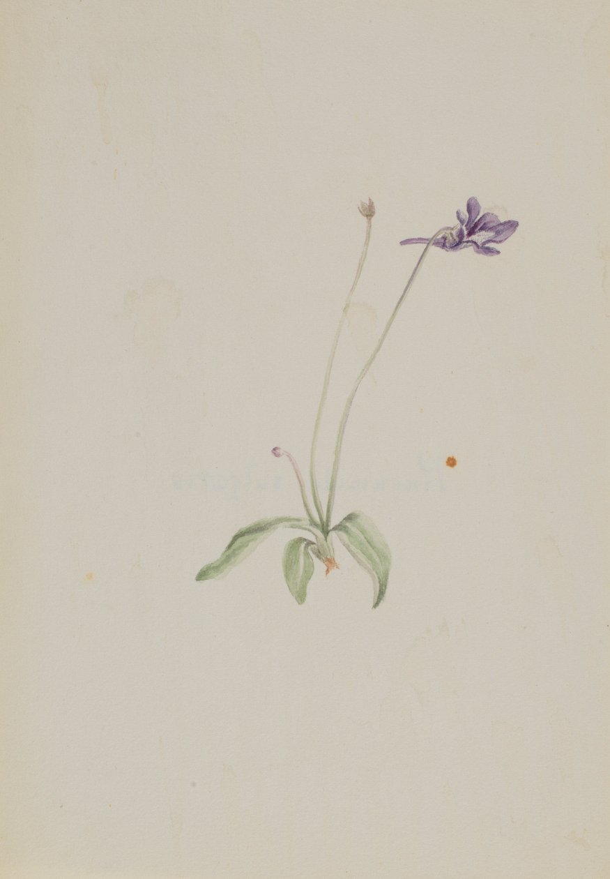Pinguicula vulgaris door Mary Vaux Walcott