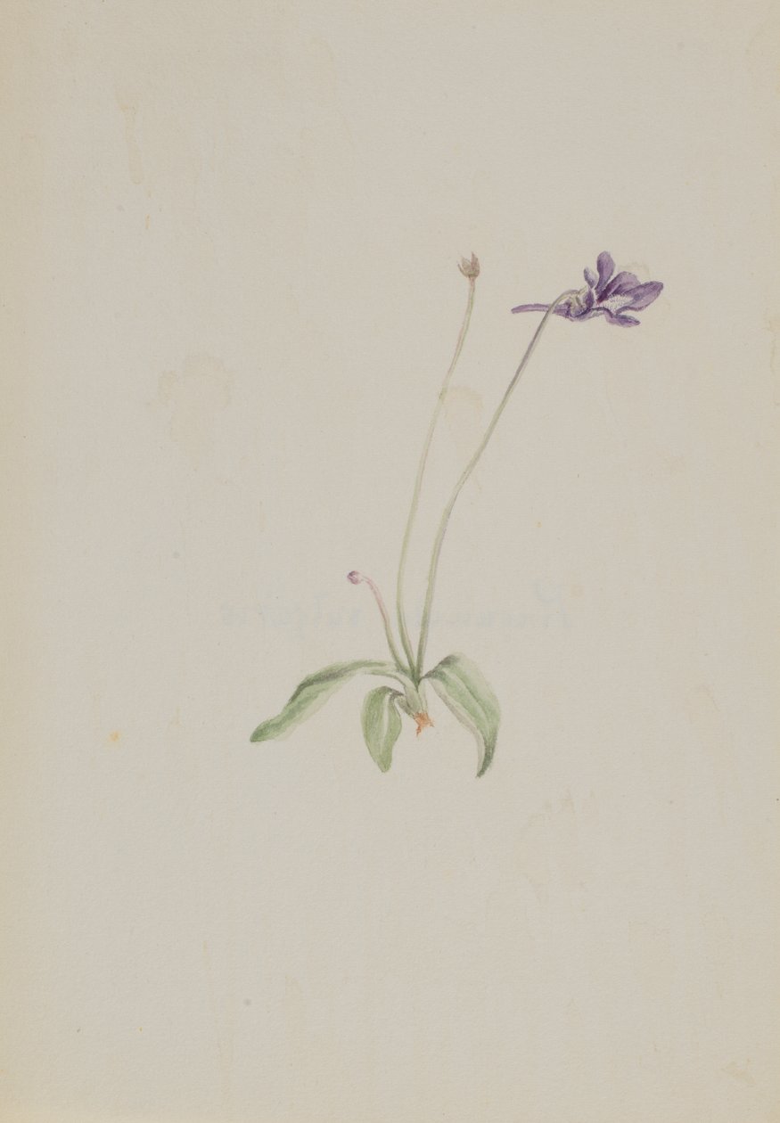 Pinguicula vulgaris, ca. vroege jaren 1930 door Mary Vaux Walcott