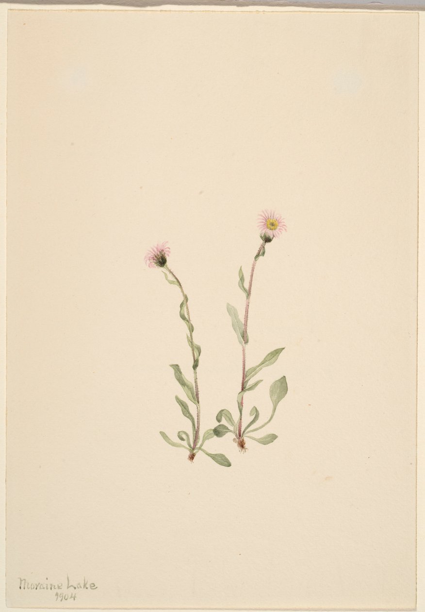 Pink Fleabane (Erigeron jucundus) door Mary Vaux Walcott