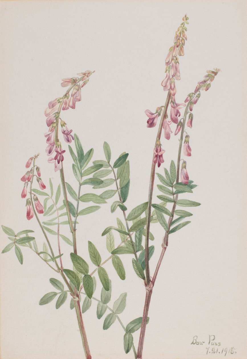 Roze Hedysarum (Hedysarum americanum) door Mary Vaux Walcott