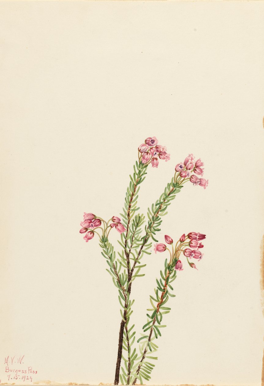 Roze bergheide (Phyllodoce empetriformis) door Mary Vaux Walcott