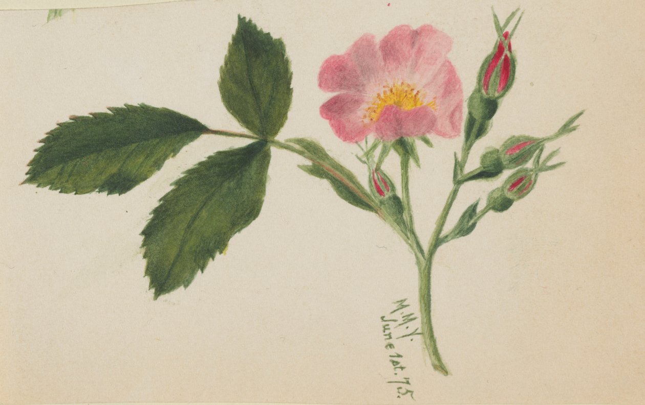 Pink Rose door Mary Vaux Walcott