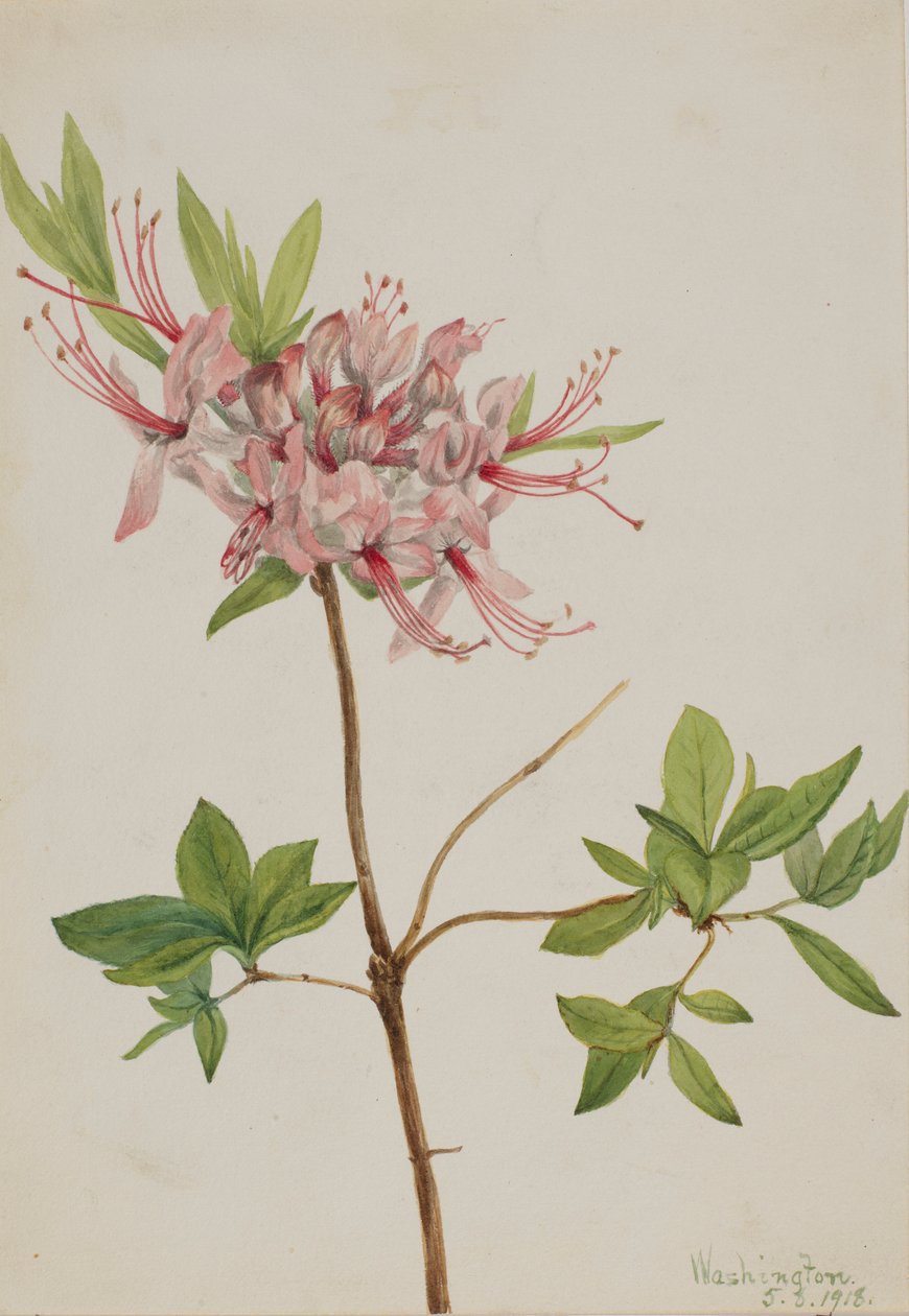 Pinxter Bloom (Azalea nudiflora) door Mary Vaux Walcott