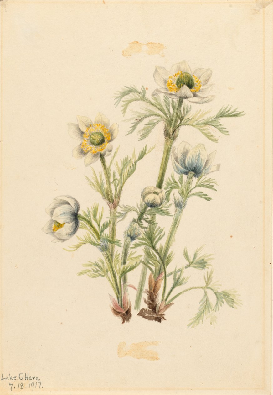 Pluimanemoon (Pulsatilla occidentalis) door Mary Vaux Walcott