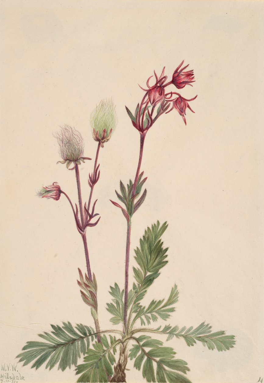 Prairie-Rook Sieversia ciliata, 1921 door Mary Vaux Walcott
