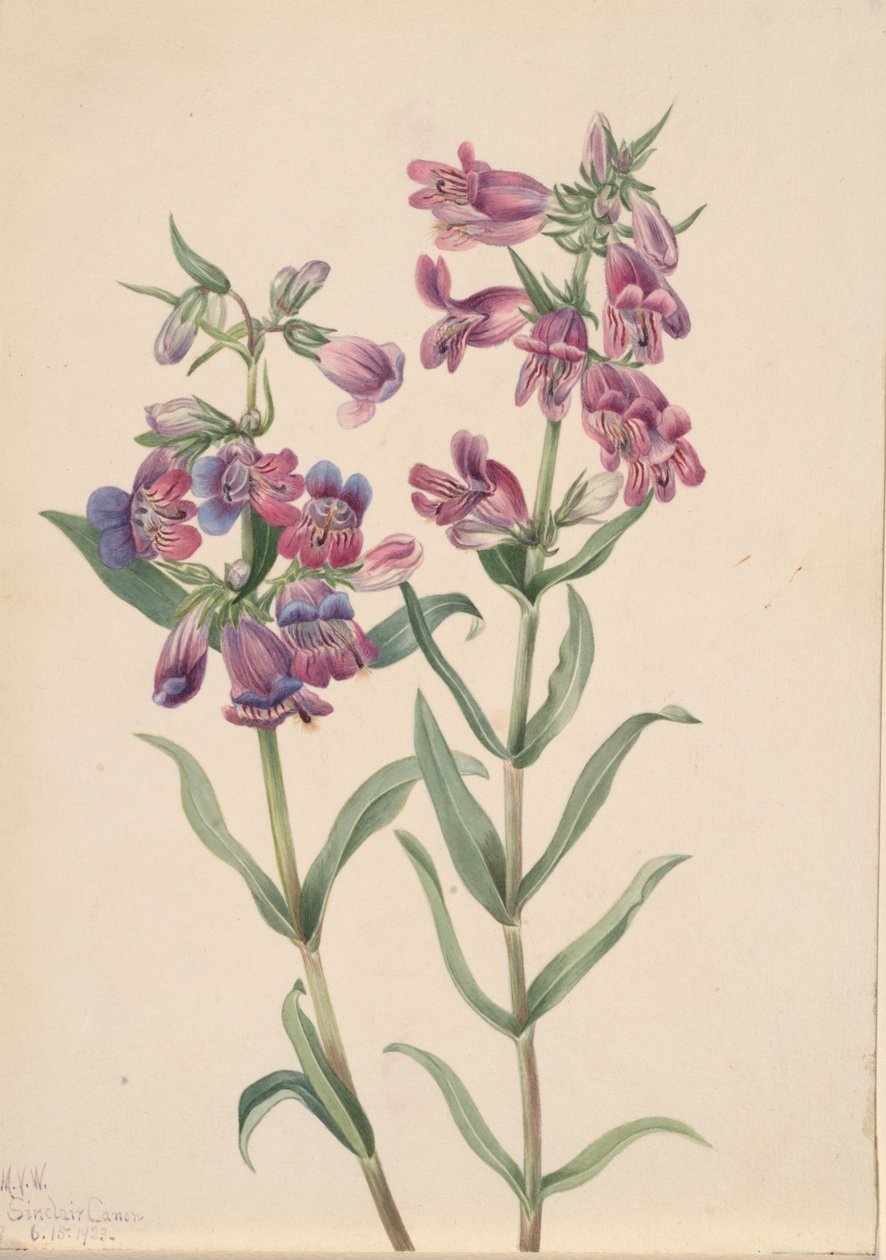 Prairie pentstemon Pentstemon erianthera, 1923 door Mary Vaux Walcott