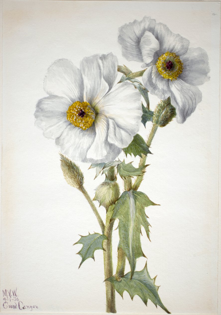 Stekelige Papaver Argemone hispeda, 1936 door Mary Vaux Walcott