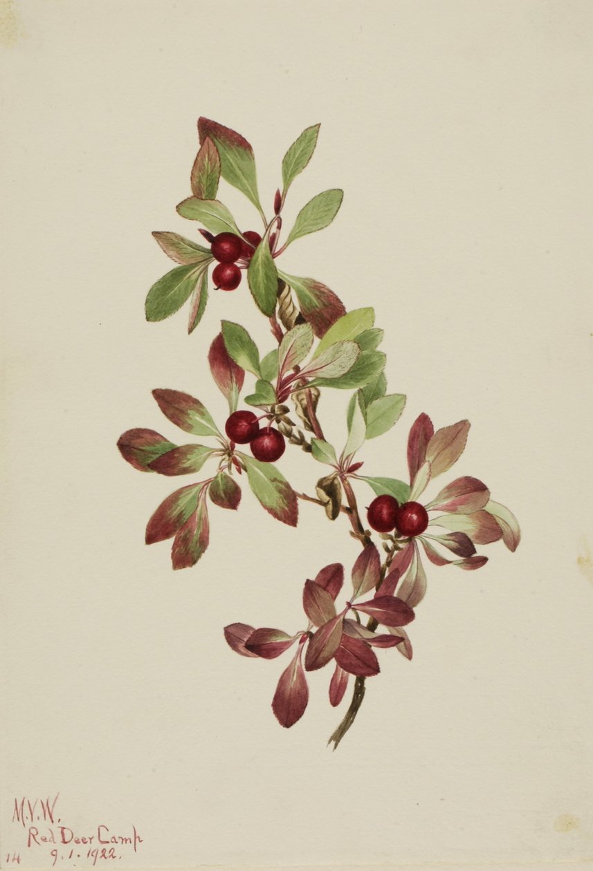 Ptarmiganbes (Arctous alpina) door Mary Vaux Walcott