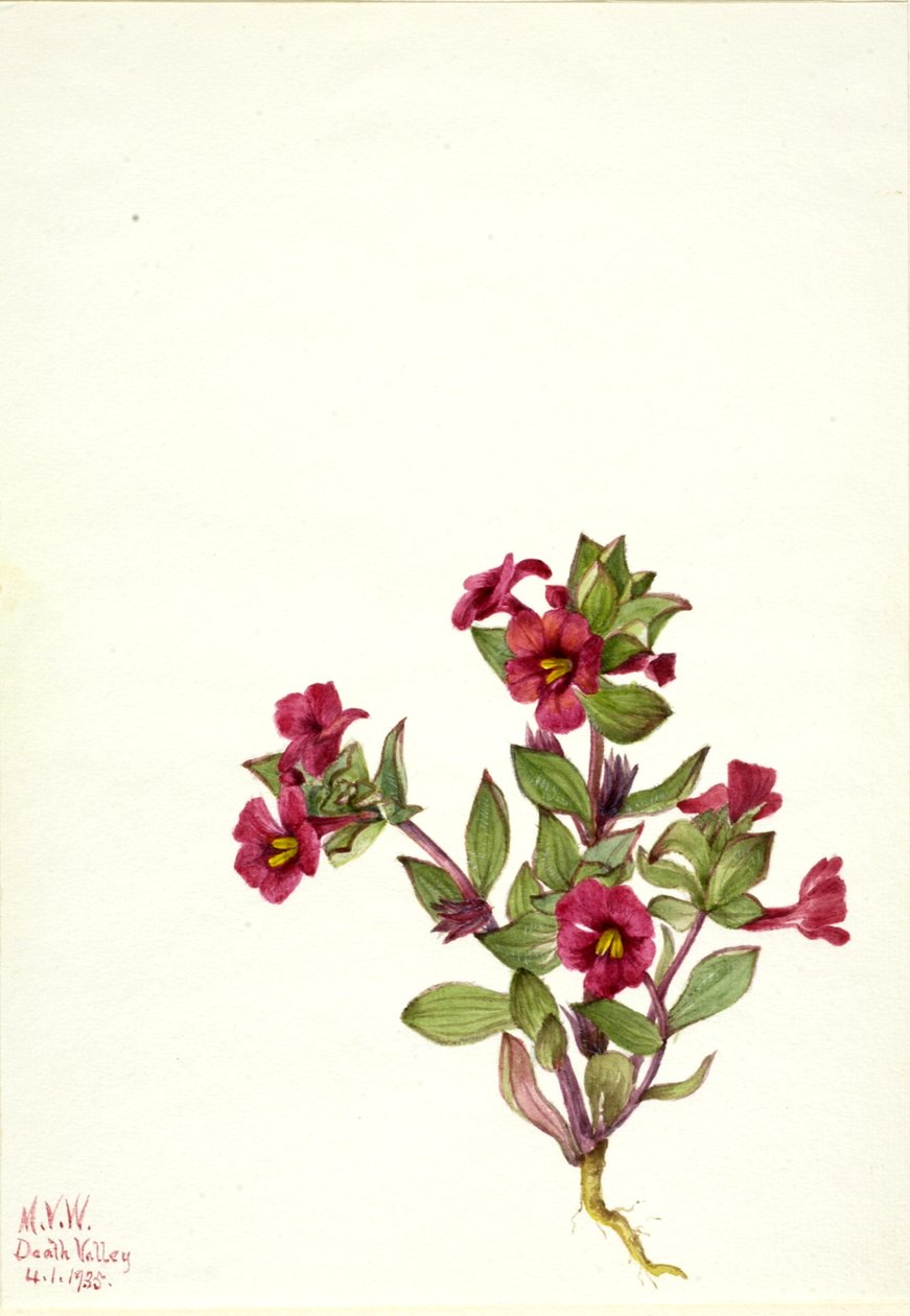 Paarse aapbloem Mimulus bigelovii, 1935 door Mary Vaux Walcott