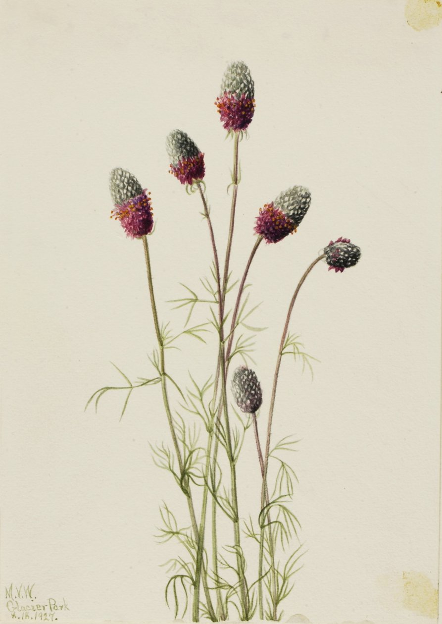 Paarse prairiebekplevier (Petalostemon purpureum) door Mary Vaux Walcott