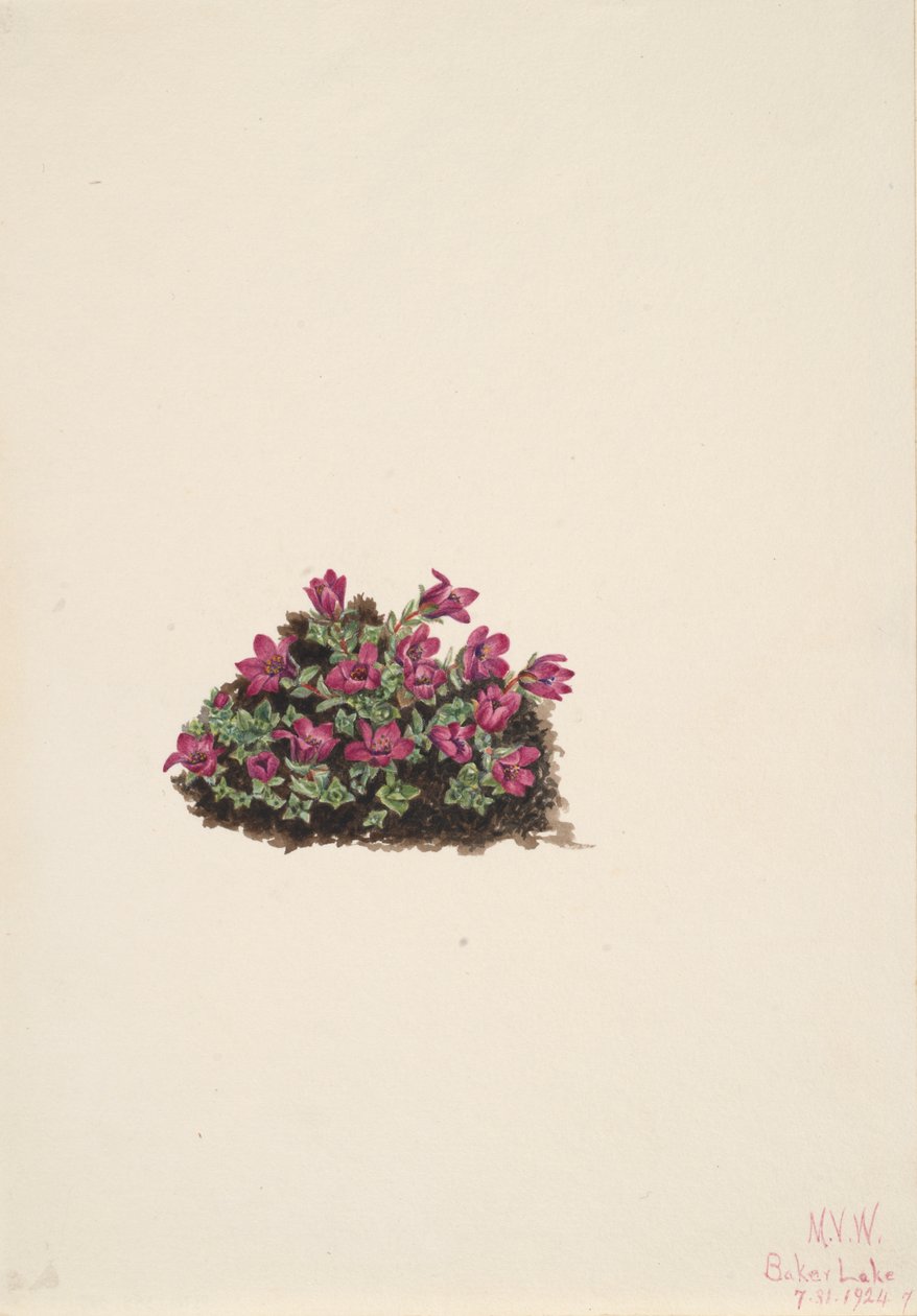 Paarse Saxifrage Saxifraga oppositifolia door Mary Vaux Walcott
