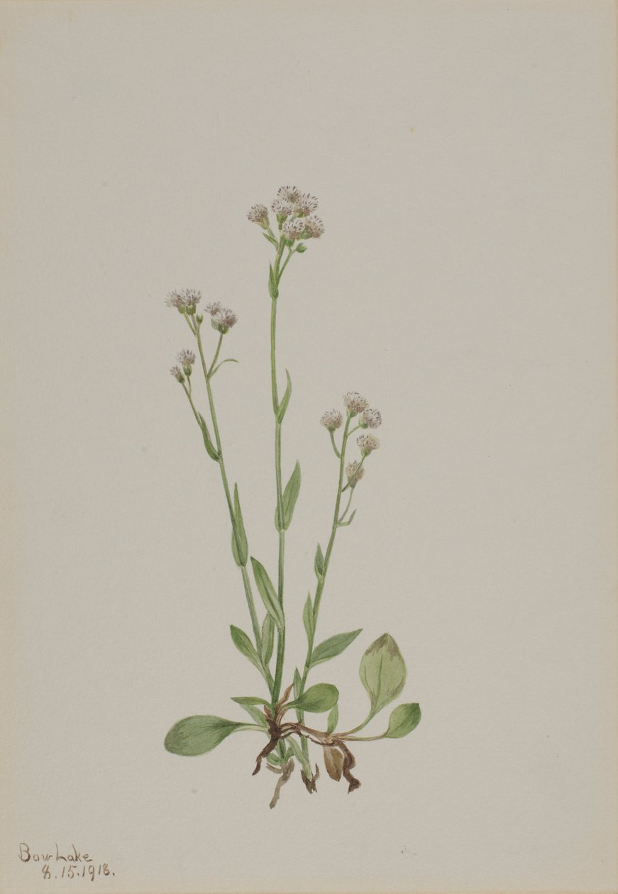 Pussy-Toes (Antennaria racemosa) door Mary Vaux Walcott