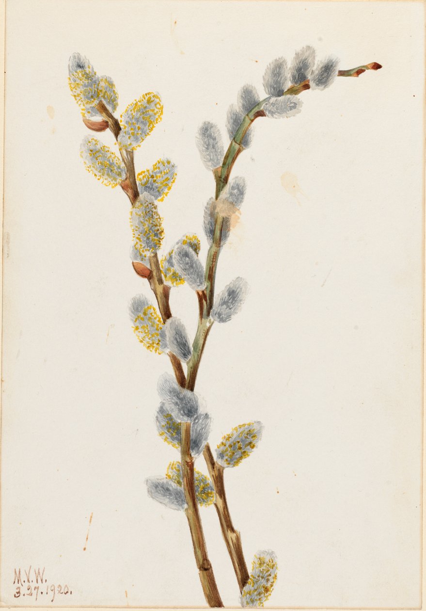 Kutwilg (Salix discolor) door Mary Vaux Walcott