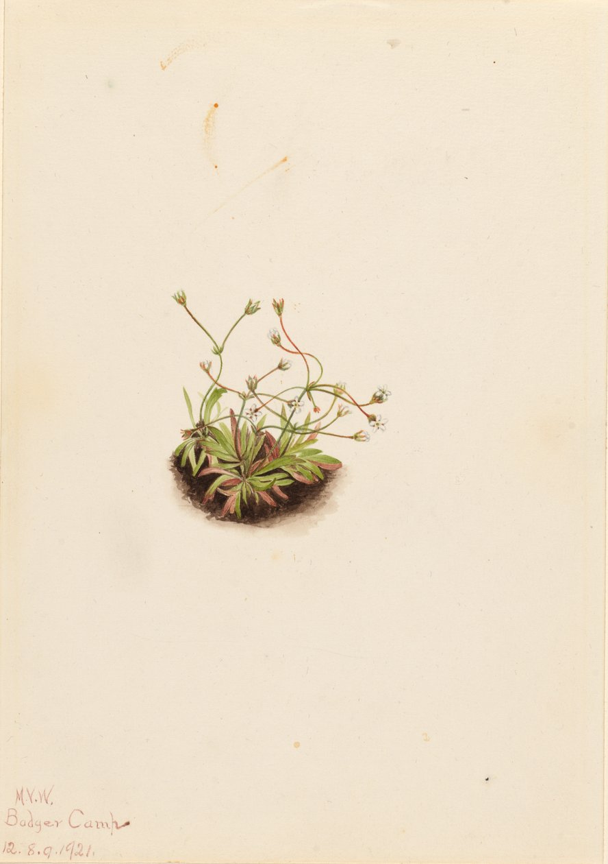 Dwergorchis (Androsace subumbellata) door Mary Vaux Walcott