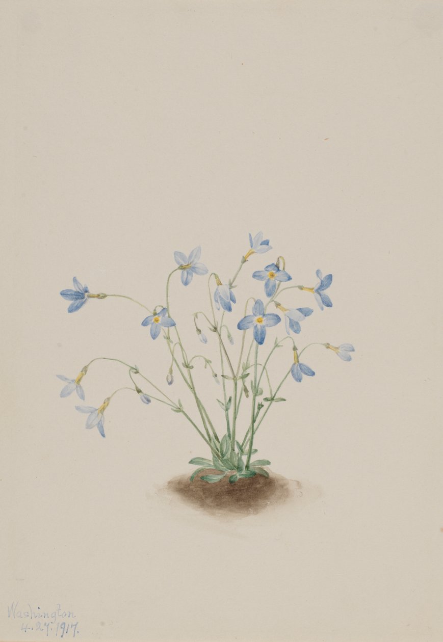 Quakerladies Houstonia caerulea, 1917 door Mary Vaux Walcott