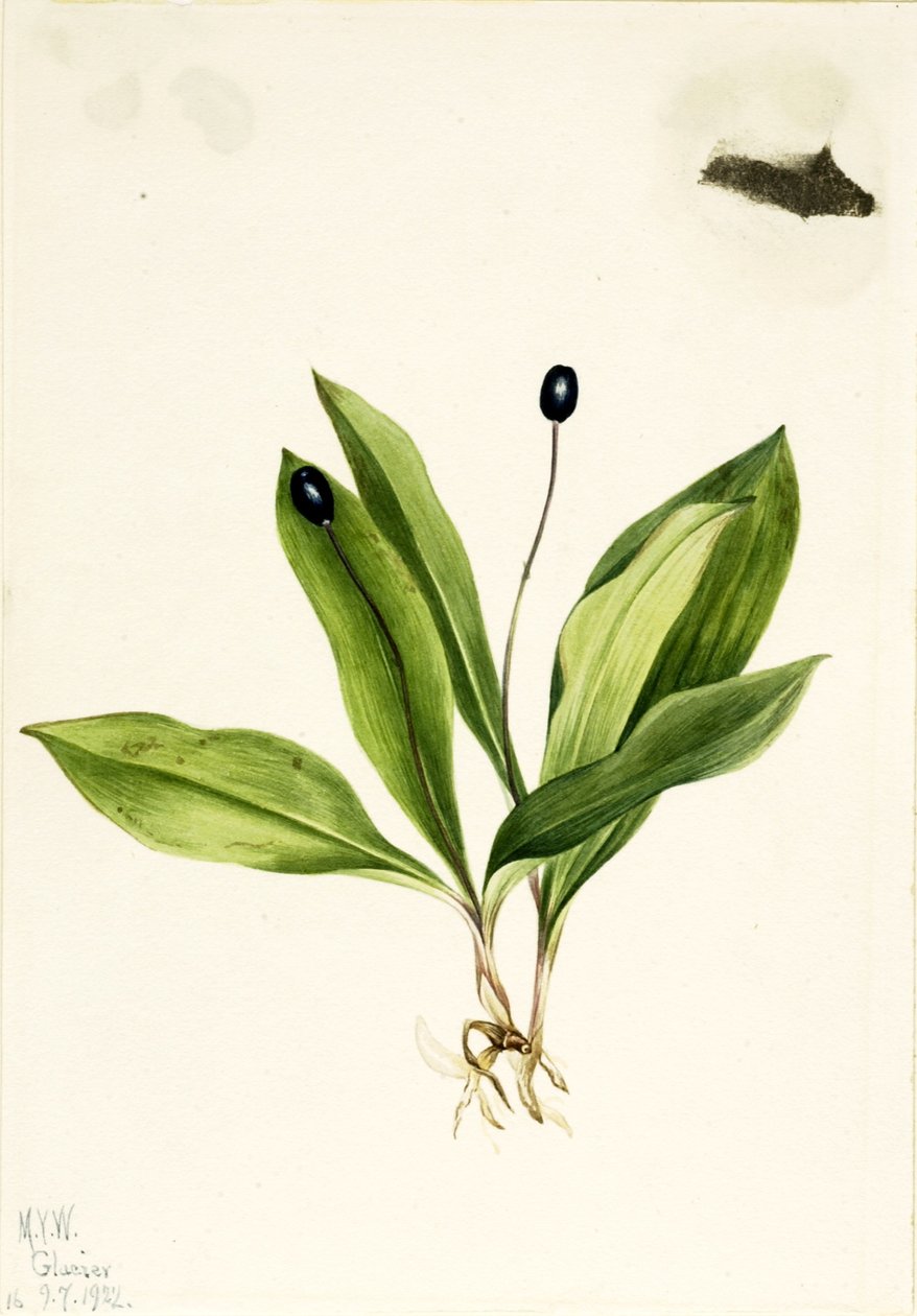 Dotterbloem (Clintonia uniflora) door Mary Vaux Walcott