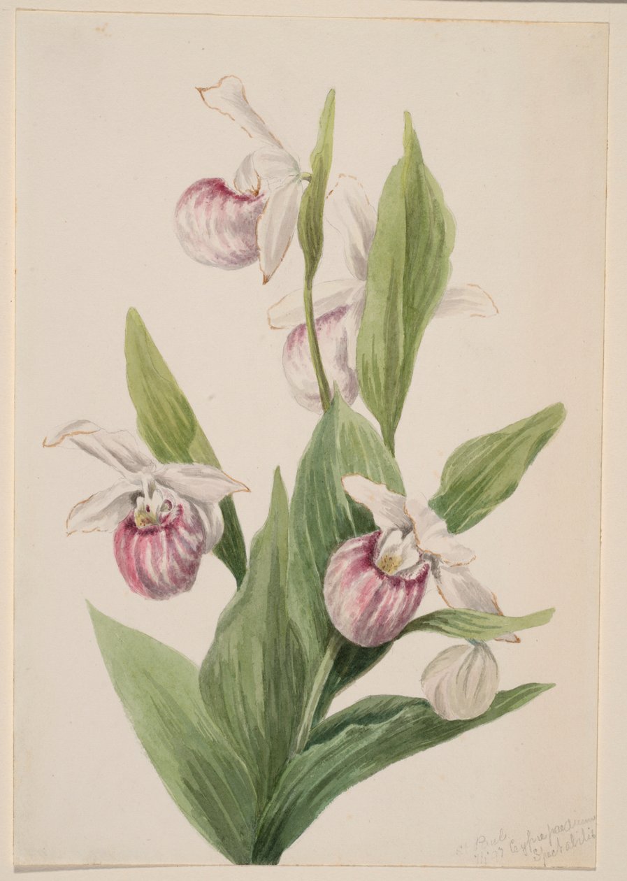 Koninginneplant (Cypripedium reginae) door Mary Vaux Walcott