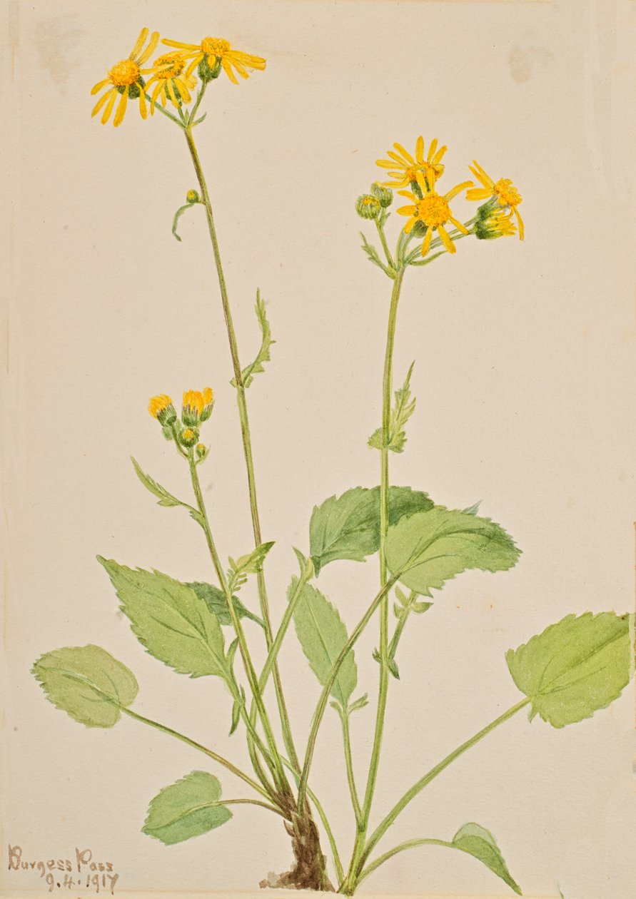 Kruiskruid Senecio burkei door Mary Vaux Walcott