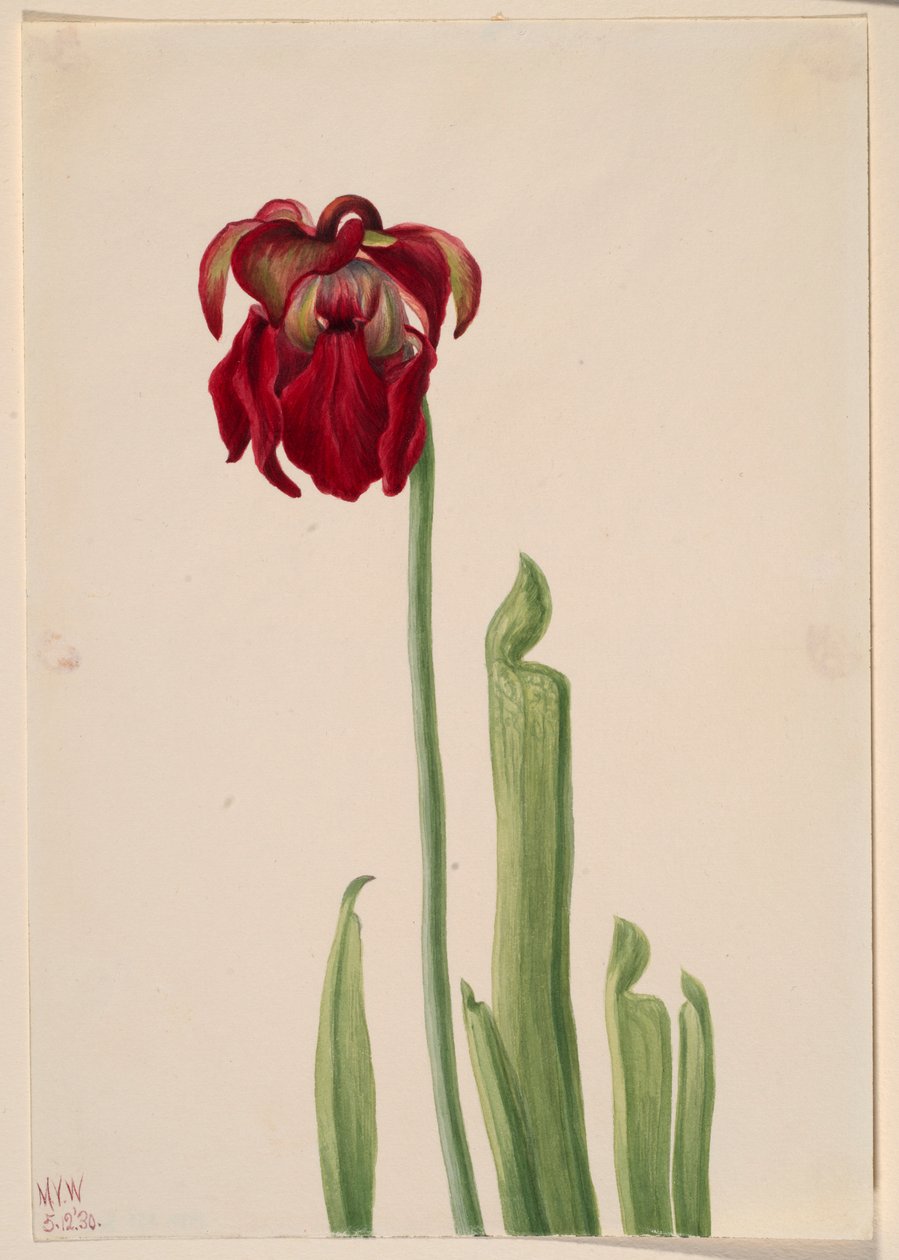 Rode bekerplant (Sarracenia jonesii) door Mary Vaux Walcott