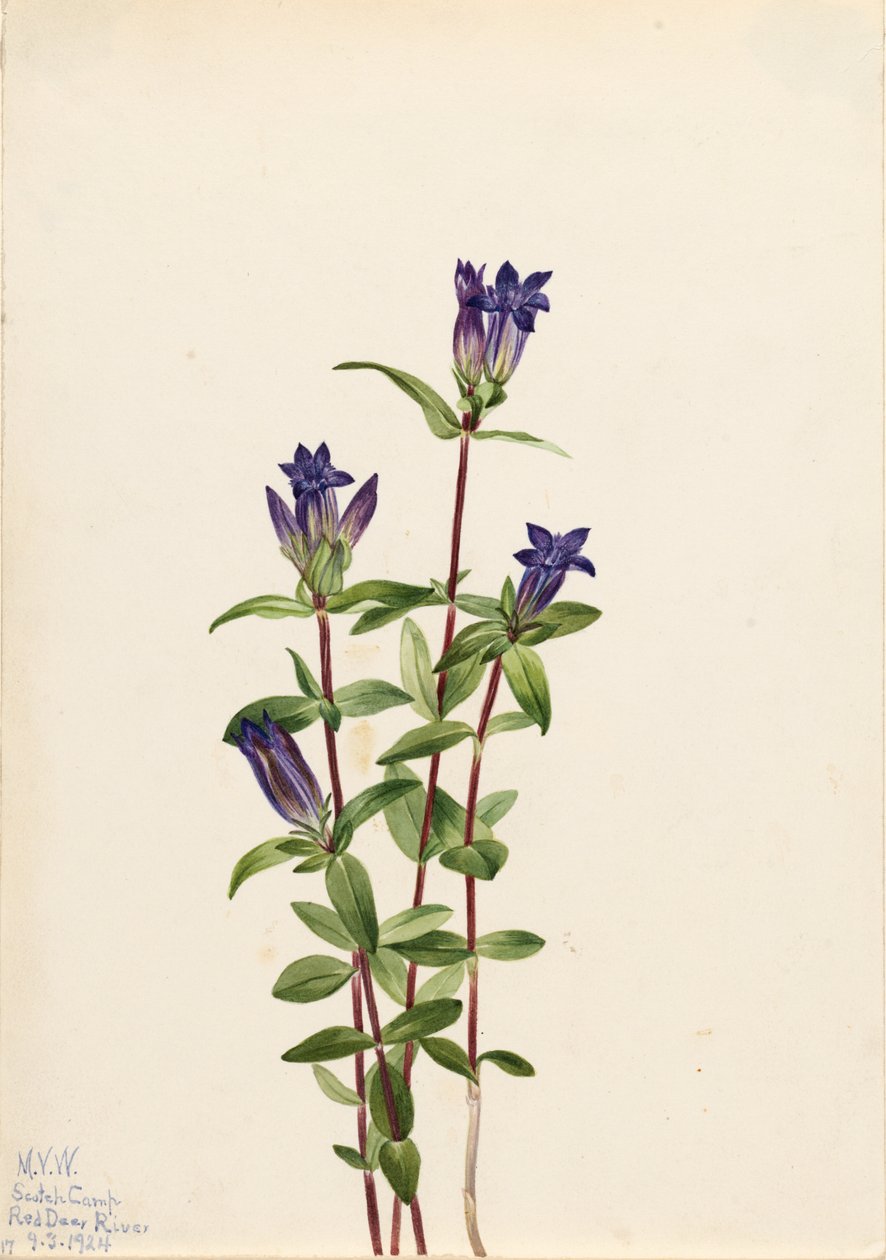 Gentiaan (Gentiana affinis) door Mary Vaux Walcott