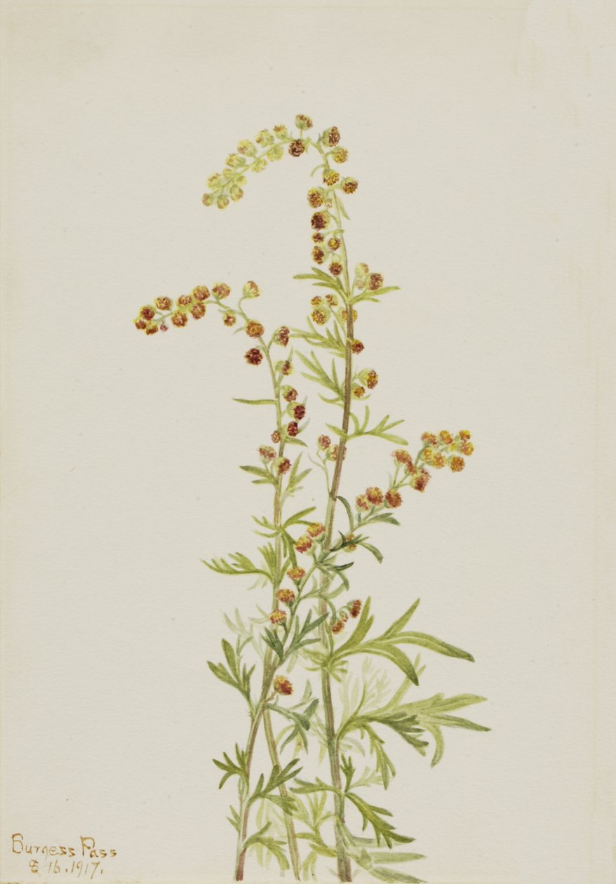 Rots Alsem Artemisia discolor, 1917 door Mary Vaux Walcott