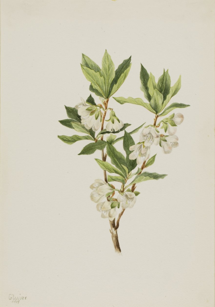 Rocky Mountain Rododendron (Rhododendron albiflorum) door Mary Vaux Walcott
